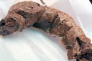 Bearscat Chocolate Poop Donut