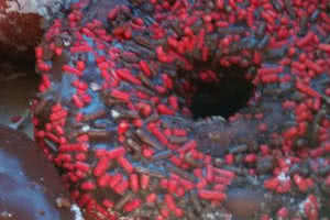 Chocolate Red Sprinkled Donut