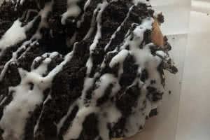 Oreo Donut